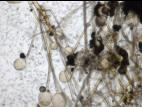 Rhizopus_sp_2