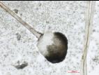 Rhizopus_sp_4