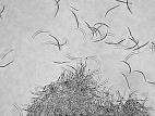 Septoria_sp_3