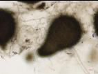 Sordaria_sp_4