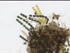 Sordaria_sp_6