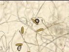 Stemphylium_sp_3