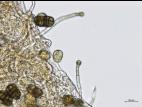 Stemphylium_sp_5