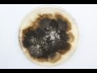 Ulocladium_sp_1