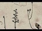 Verticillium_dahliae_4