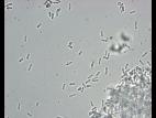 Zythia_sp_3