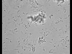 Zythia_sp_4