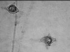 Pythium_irregulare_2