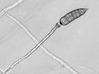 Stemphylium_lycopersici_2