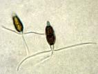 Truncatella_sp_2