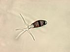 Truncatella_sp_3