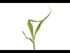 Maïs grain et fourrager - diméthénamide-P (15)_11