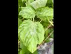 Framboise - Blanc (Podosphaera aphanis)_2