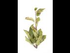 Pomme_glyphosate (9)_13