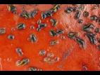 Colletotrichum acutatum_stacking