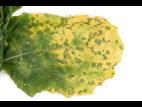 Navet - Rouille blanche des crucifères (Albugo candida)