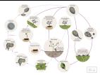 Phytophthora infestans - Cycle maladie