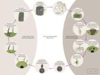 Plasmodiophora brassicae cycle maladie