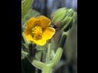 Abutilon à pétales jaunes(Abutilon theophrasti)_1