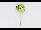 Eupatoires - Phytoplasme de la jaunisse de l'aster_1