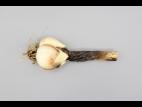 Ail - Anthracnose (Colletotrichum circinans)