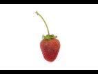 Fraise - Blanc (Sphaerotheca macularis)