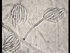 Fusarium solani
