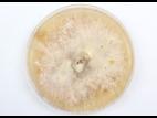 Fusarium solani_milieu de culture