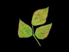 Haricot - Carence en potassium_1