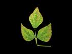 Haricot - Carence en potassium_2