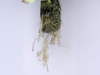 Laitues - Pourriture des racines (Pythium dissotocum)