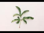 Pivoines - Phytoplasme de la jaunisse de l'aster_1