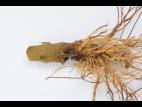 Poivron - Pourriture molle bactérienne (Pectobacterium carotovorum)