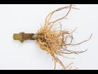 Poivron - Pourriture molle bactérienne (Pectobacterium carotovorum)