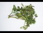 Tomate - Moelle noire (Pseudomonas corrugata)
