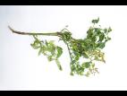 Tomate - Moelle noire (Pseudomonas corrugata)