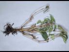 Fuchsias - Pourriture noire des racines (Berkeleyomyces basicola)