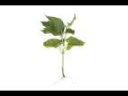Haricot - Fusariose vasculaire (Fusarium oxysporum)_1