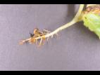 Laitues - Fonte des semis (Pythium sp.)