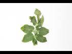 Pomme de terre - Brûlure hâtive (Alternaria solani)