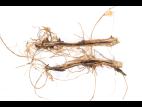 Pomme de terre - Jambe noire (Pectobacterium atrosepticum)