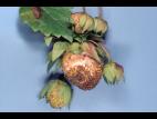 Fraise - Carence en bore