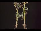 Tomate - Flétrissement bactérien (Ralstonia solanacearum)