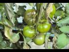 Tomate - Mildiou (Phytophthora infestans)