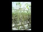 Tomate - Mildiou (Phytophthora infestans)