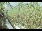 Tomate - Mildiou (Phytophthora infestans)