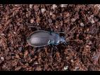 Carabe des bois (Carabus nemoralis)_1