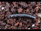 Carabe des bois (Carabus nemoralis)_3
