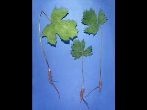 Berce Caucase(Heracleum mantegazzianum)_4