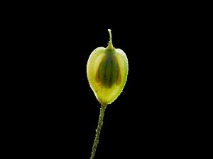 Berce Caucase(Heracleum mantegazzianum)_5